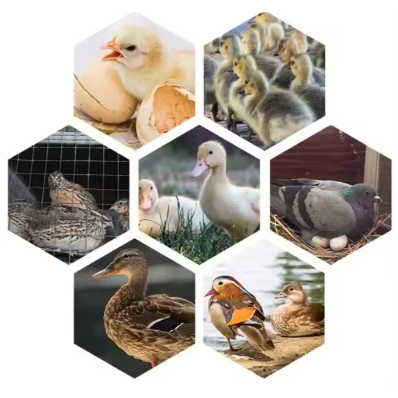 เครื่องฟักไข่สัตว์ปีก เครื่องฟ - Poultry Incubator บทวิจารณ์และราคา