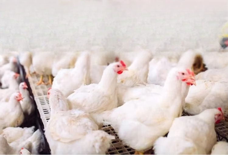 เครื่องทำความร้อนไฟฟ้าแบบพกพา  - Farming System & Sustainable Agriculture บทวิจารณ์และราคา